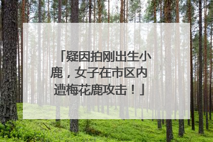 疑因拍刚出生小鹿，女子在市区内遭梅花鹿攻击！