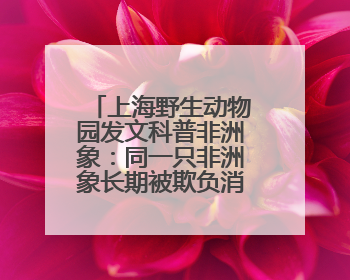 上海野生动物园发文科普非洲象：同一只非洲象长期被欺负消息不实