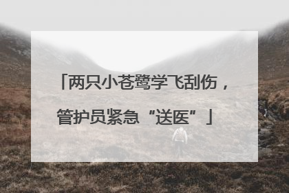 两只小苍鹭学飞刮伤，管护员紧急“送医”