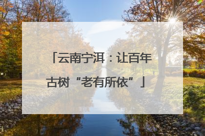 云南宁洱：让百年古树“老有所依”