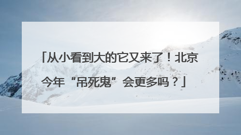 从小看到大的它又来了！北京今年“吊死鬼”会更多吗？