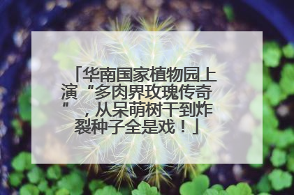 华南国家植物园上演“多肉界玫瑰传奇”，从呆萌树干到炸裂种子全是戏！