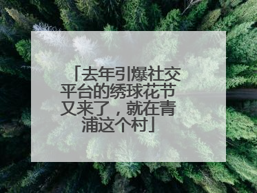 去年引爆社交平台的绣球花节又来了，就在青浦这个村