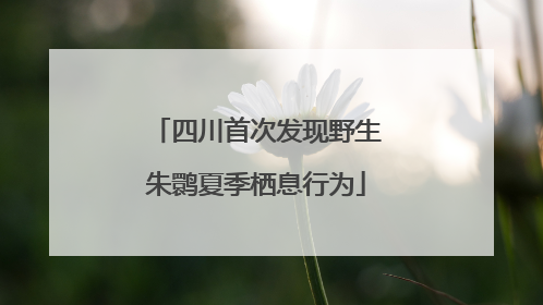 四川首次发现野生朱鹮夏季栖息行为