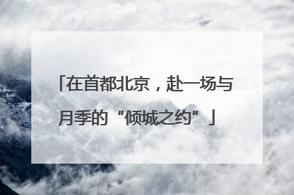 在首都北京，赴一场与月季的“倾城之约”