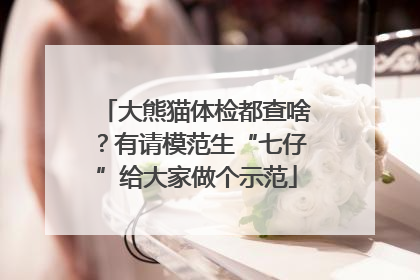 大熊猫体检都查啥？有请模范生“七仔”给大家做个示范