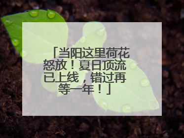 当阳这里荷花怒放！夏日顶流已上线，错过再等一年！
