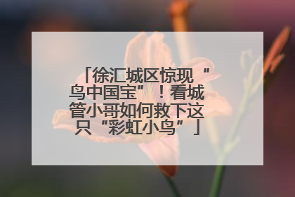 徐汇城区惊现“鸟中国宝”！看城管小哥如何救下这只“彩虹小鸟”