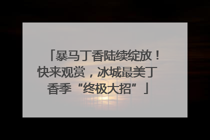 暴马丁香陆续绽放！快来观赏，冰城最美丁香季“终极大招”