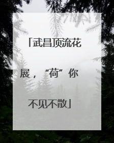 武昌顶流花展，“荷”你不见不散