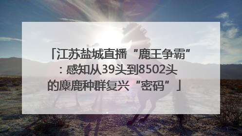 江苏盐城直播“鹿王争霸”：感知从39头到8502头的麋鹿种群复兴“密码”