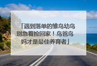 遇到落单的雏鸟幼鸟别急着捡回家！鸟爸鸟妈才是最佳养育者