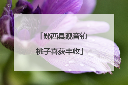 郧西县观音镇桃子喜获丰收