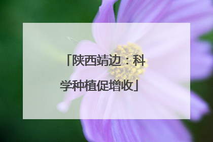 陕西靖边：科学种植促增收