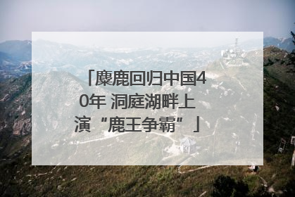 麋鹿回归中国40年 洞庭湖畔上演“鹿王争霸”